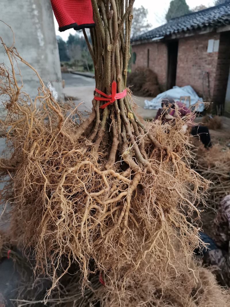 【热销】一年生猕猴桃实生苗猕猴桃苗产地基地包成活