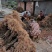 【热销】一年生猕猴桃实生苗猕猴桃苗产地基地包成活