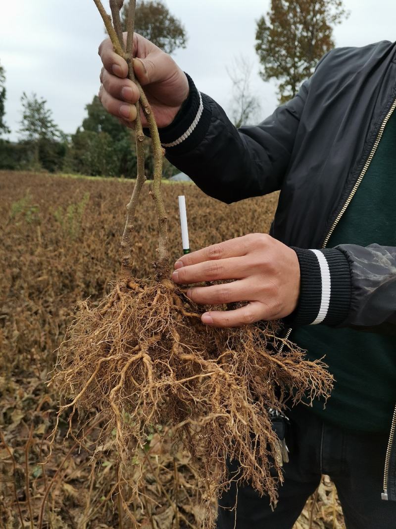 【热销】一年生猕猴桃实生苗猕猴桃苗产地基地包成活