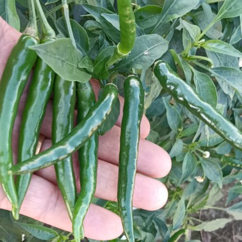 青小米椒辣椒朝天椒云南