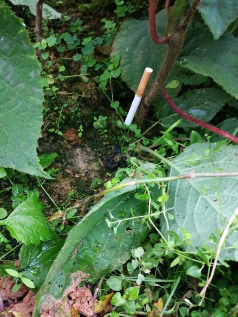 【热销】一年生猕猴桃实生苗猕猴桃苗产地基地包成活