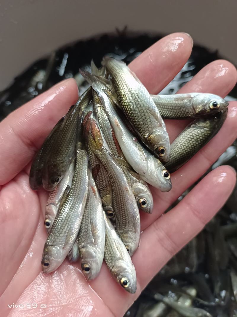 [大量批发]土鲮鱼苗、麦鲮鱼苗、鲮鱼水花、量大从优