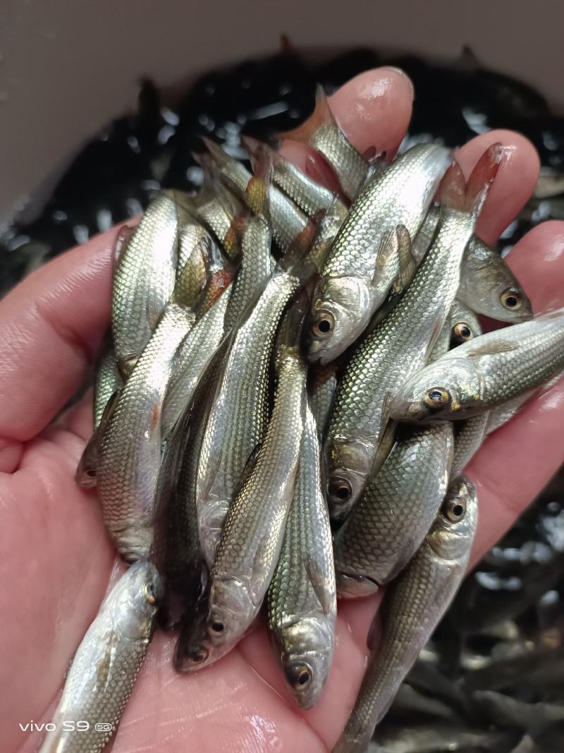 [大量批发]土鲮鱼苗、麦鲮鱼苗、鲮鱼水花、量大从优