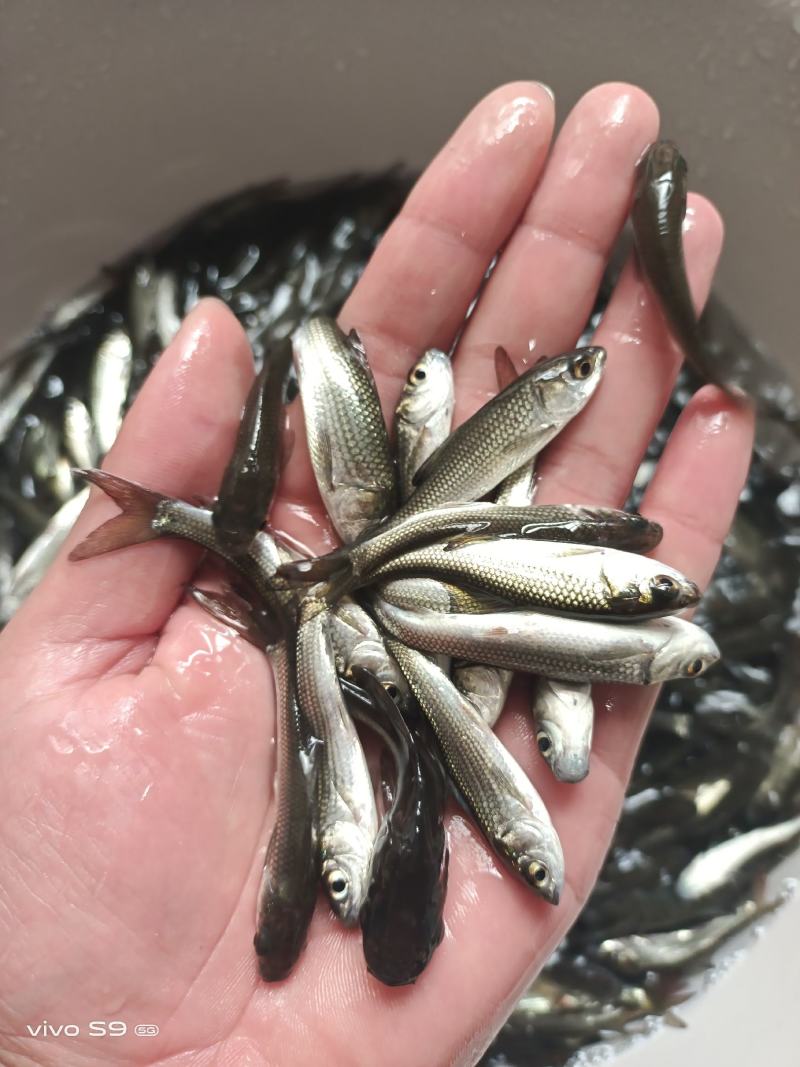 [大量批发]土鲮鱼苗、麦鲮鱼苗、鲮鱼水花、量大从优