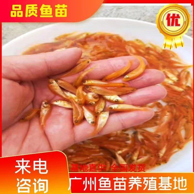 红鲤鱼苗，兴国红鲤鱼苗批发，淡水养殖基地直发支持全国发货