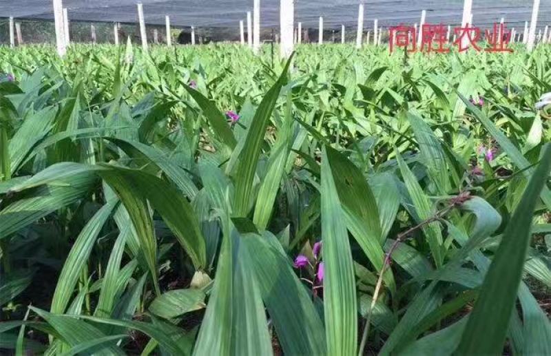 《牛商优选》云贵川紫花三叉大白芨苗基地直供可视频看货