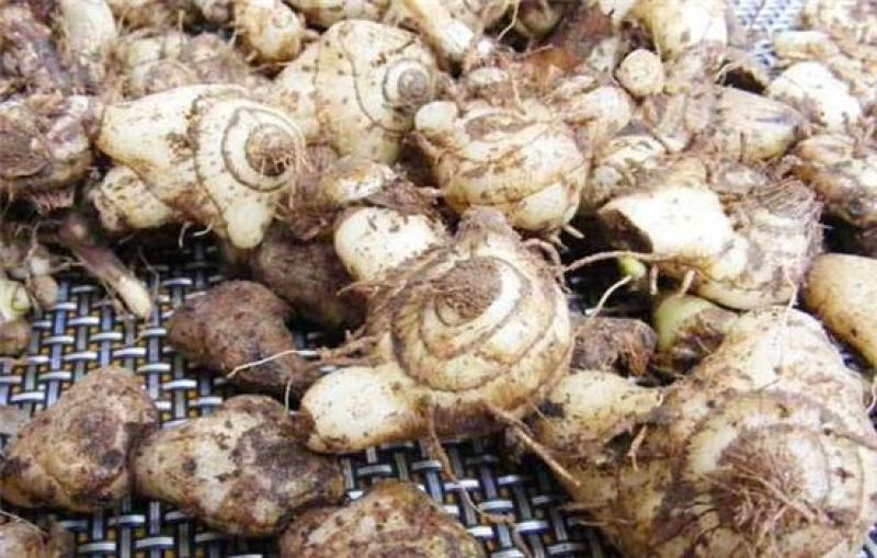 《牛商优选》云贵川紫花三叉大白芨苗基地直供可视频看货