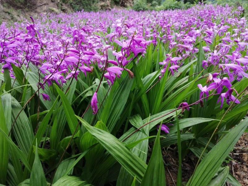 《牛商优选》云贵川紫花三叉大白芨苗基地直供可视频看货