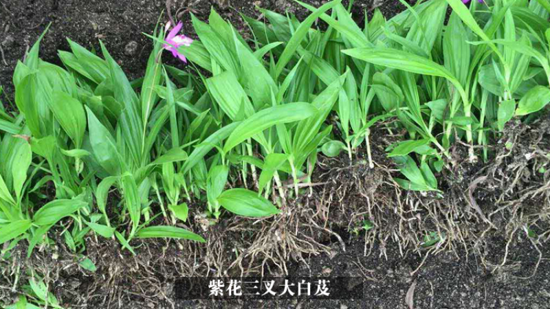 《牛商优选》云贵川紫花三叉大白芨苗基地直供可视频看货