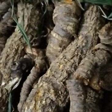 南蛇藤，过山龙，产地江西，大量鲜货出售，