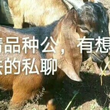 山羊