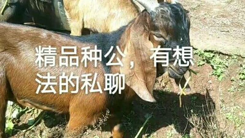 山羊