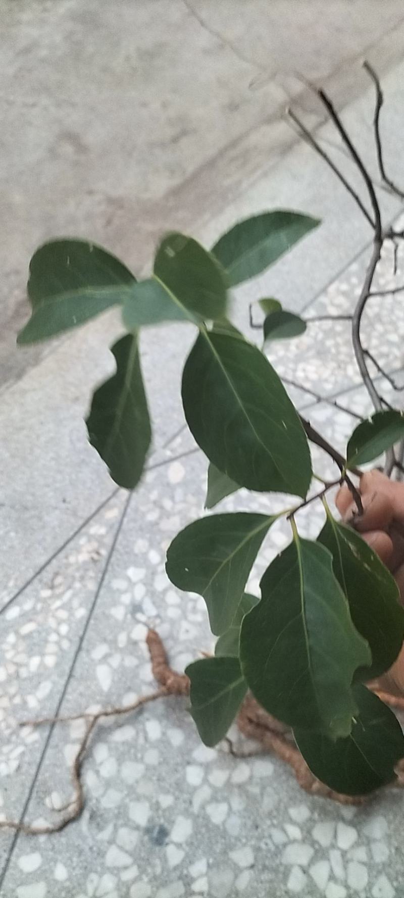 南蛇藤，过山龙，产地江西，大量鲜货出售，