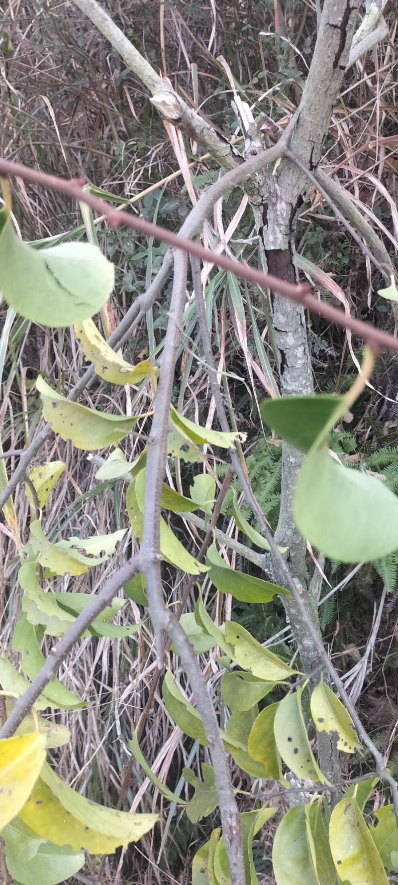 南蛇藤，过山龙，产地江西，大量鲜货出售，