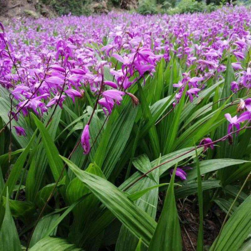《牛商优选》云贵川紫花三叉大白芨苗基地直供可视频看货