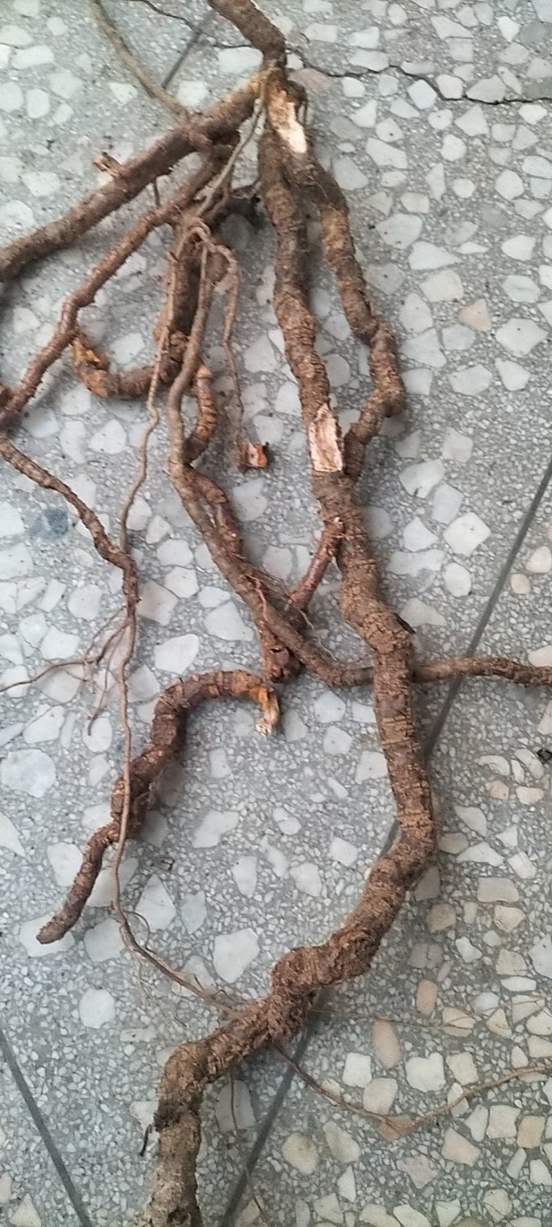 南蛇藤，过山龙，产地江西，大量鲜货出售，