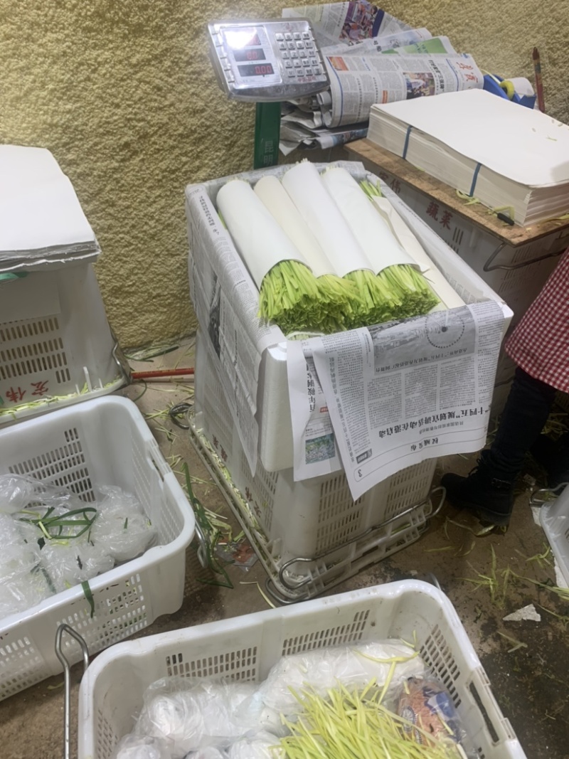 云南精品韭黄，产地直发，量大从优，对接各大批发市场等