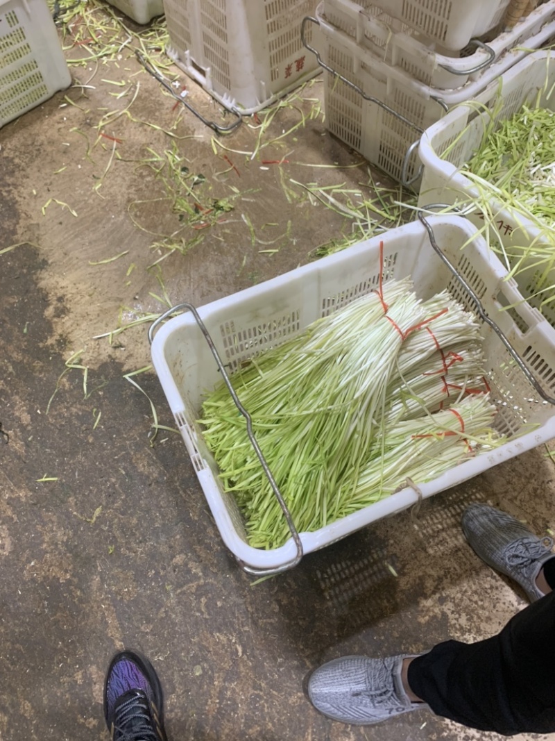 云南精品韭黄，产地直发，量大从优，对接各大批发市场等