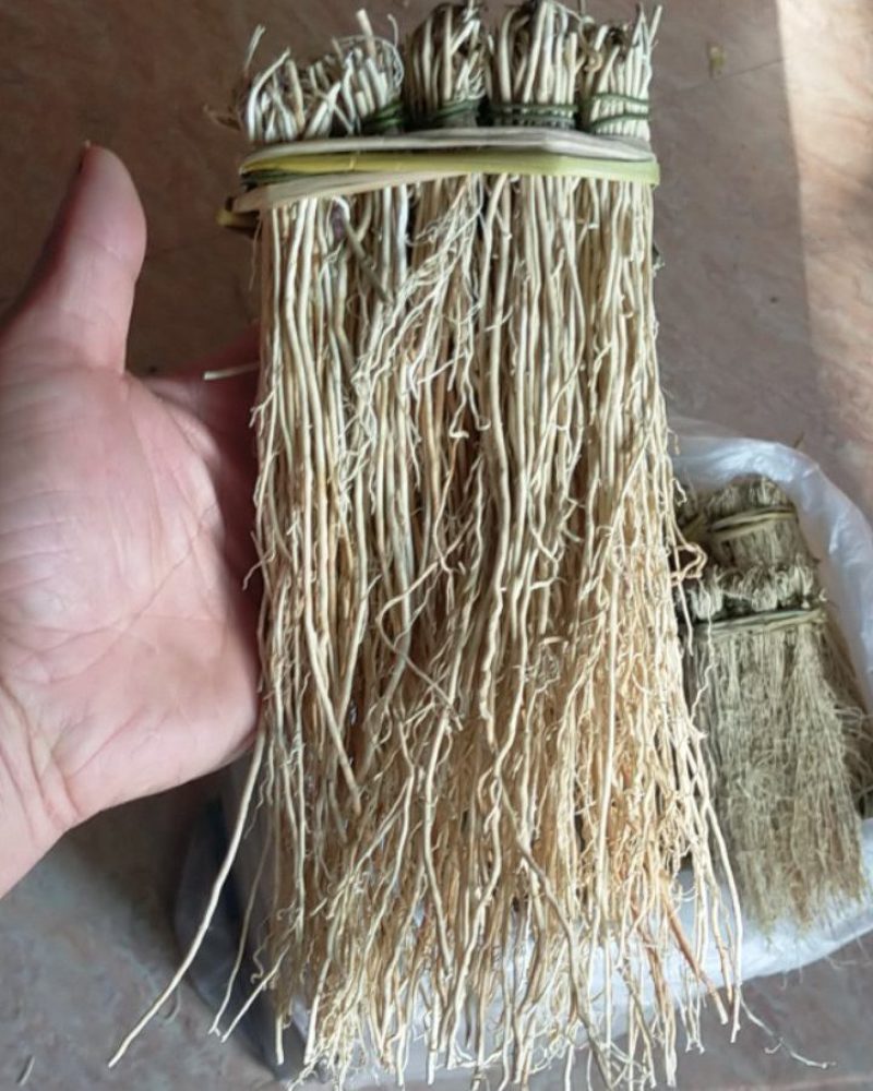 韶关枫湾特产养肝草，丝线根龙须草，号称〈小人参〉一扎十把