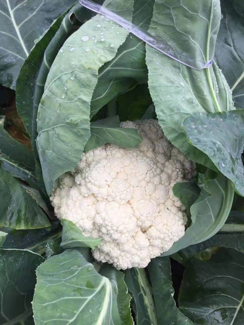 本地散花大量上市，量大从优