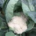 本地散花大量上市，量大从优