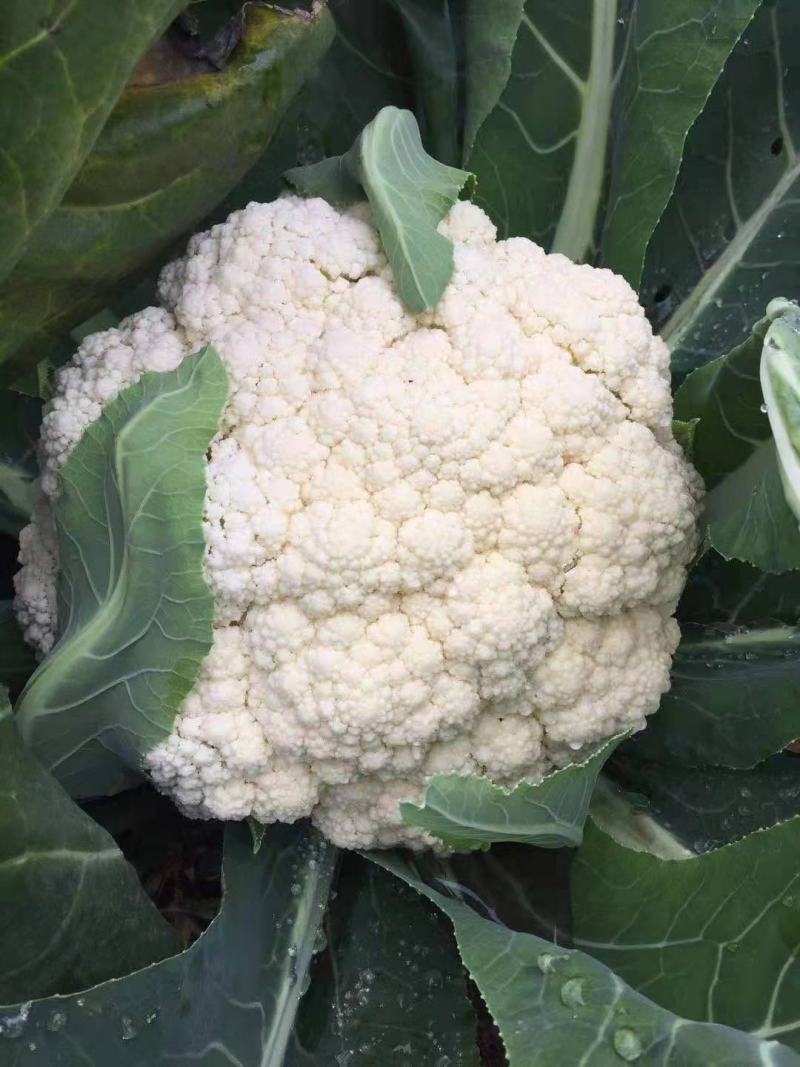 本地散花大量上市，量大从优