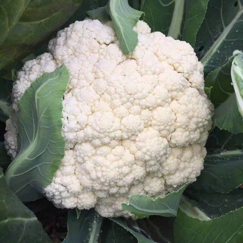 本地散花大量上市，量大从优