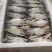 美膏蟹，品质优先，男人吃了生龙活虎，女人吃了美容养颜