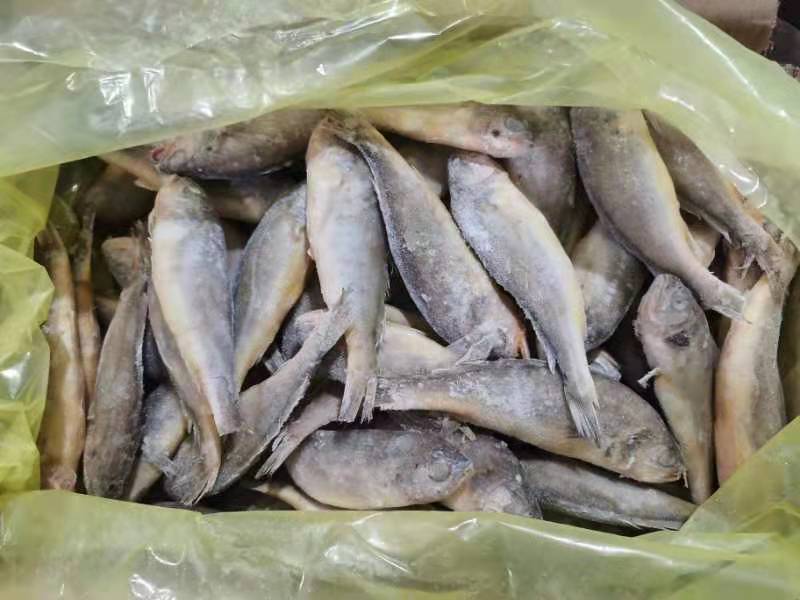 可送上海大小包装靓带鱼段，可定制小包装，精致美丽