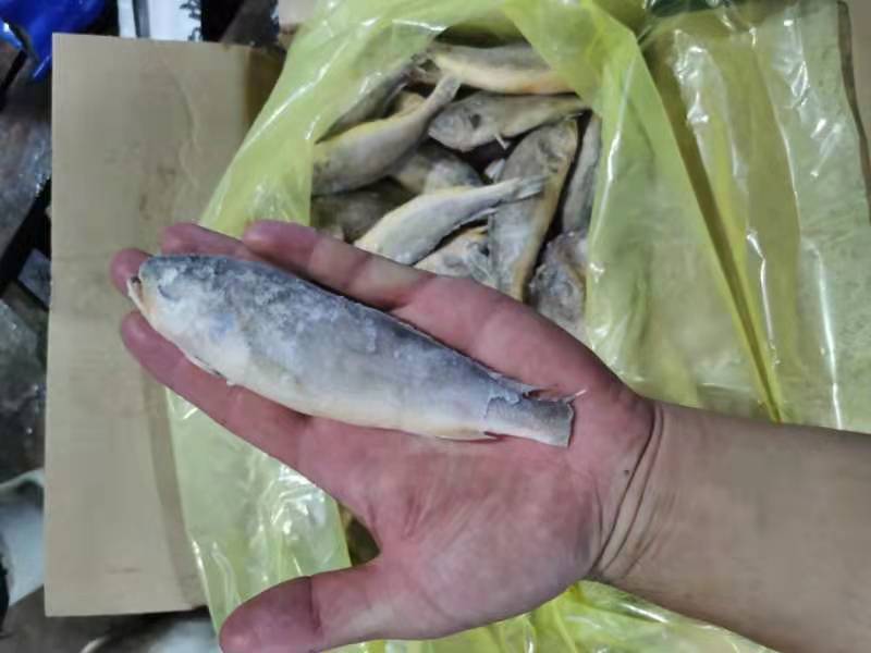 可送上海大小包装靓带鱼段，可定制小包装，精致美丽