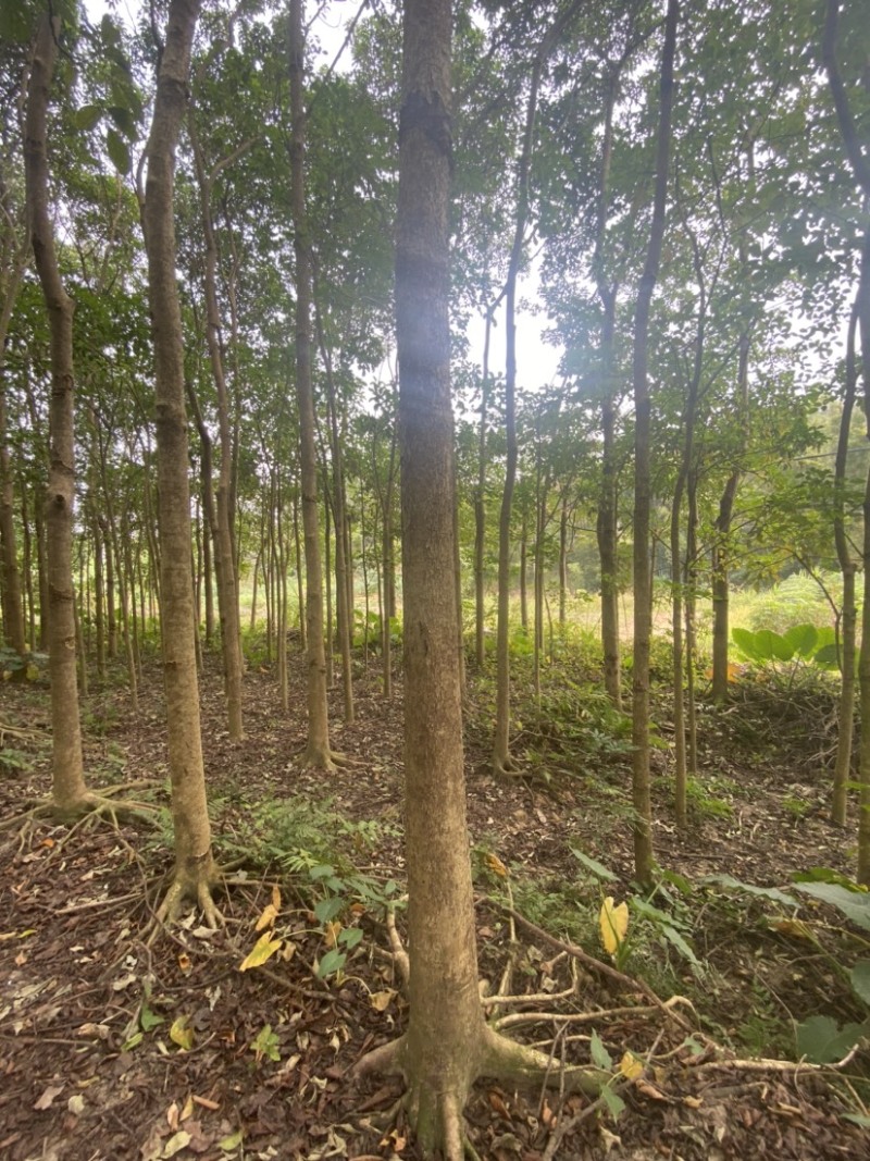 12-20公分的秋枫树