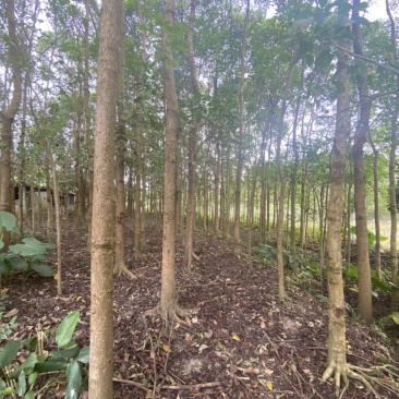 12-20公分的秋枫树
