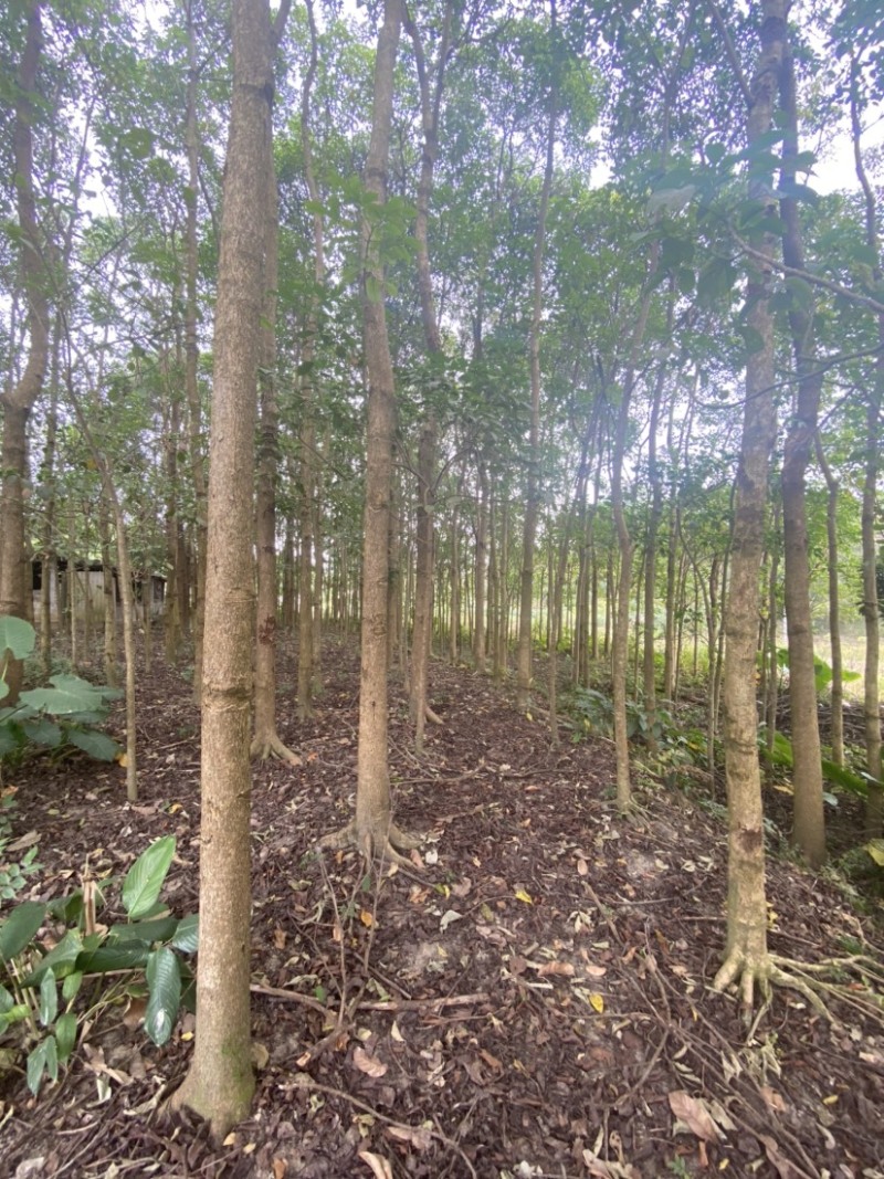 12-20公分的秋枫树