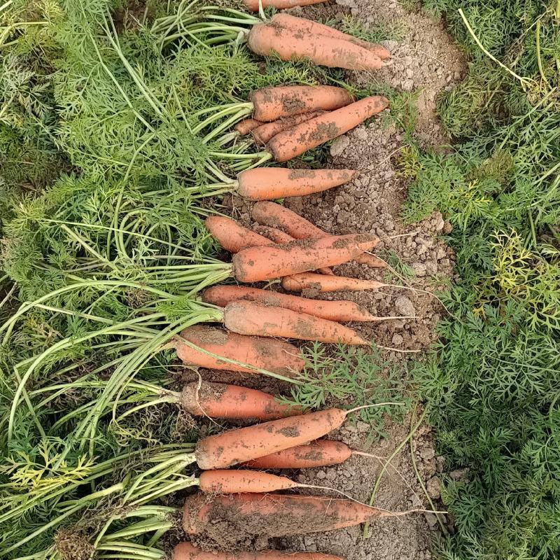 通许沙地胡萝卜上市中支持视频看货，产地发货