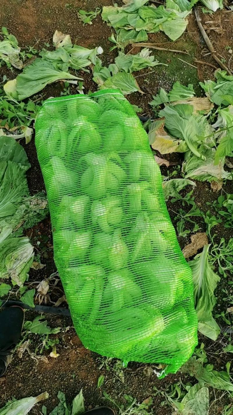 《精品芥菜》包心芥菜，横县芥菜，横州市芥菜