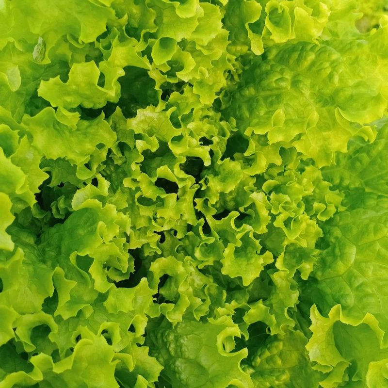 生菜精品大速生菜，好生菜