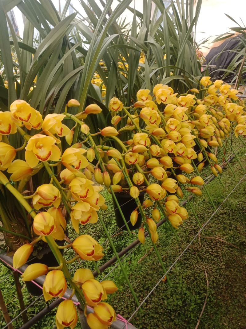 大花卉兰种植基地批发