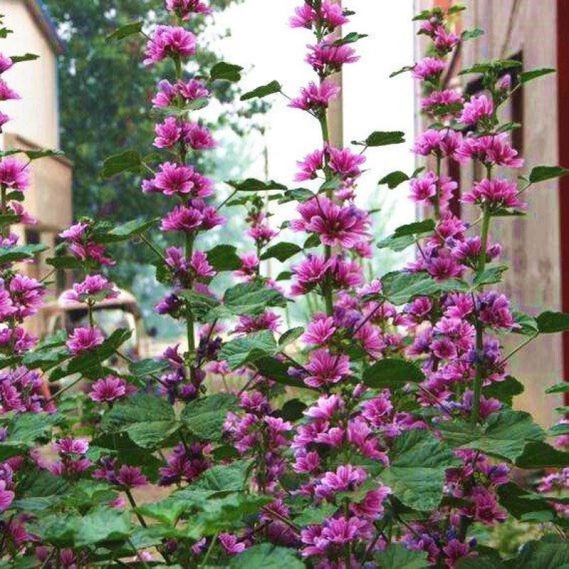 花种子锦葵种子荆葵金钱紫花葵花种籽子四季易活高杆露天庭院