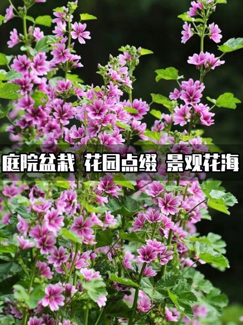 花种子锦葵种子荆葵金钱紫花葵花种籽子四季易活高杆露天庭院