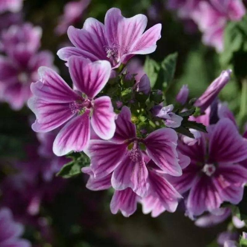 花种子锦葵种子荆葵金钱紫花葵花种籽子四季易活高杆露天庭院