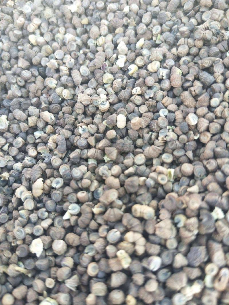 花种子锦葵种子荆葵金钱紫花葵花种籽子四季易活高杆露天庭院