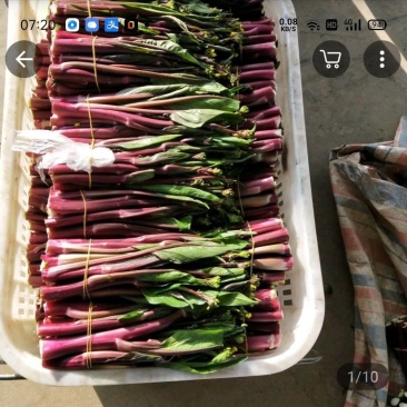湖北红菜苔，基地直销！