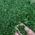 【热卖】河南荠菜馅，可供应食品加工厂，欢迎咨询联系