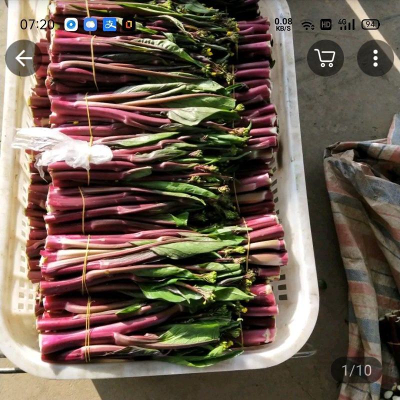 湖北红菜苔，基地直销！