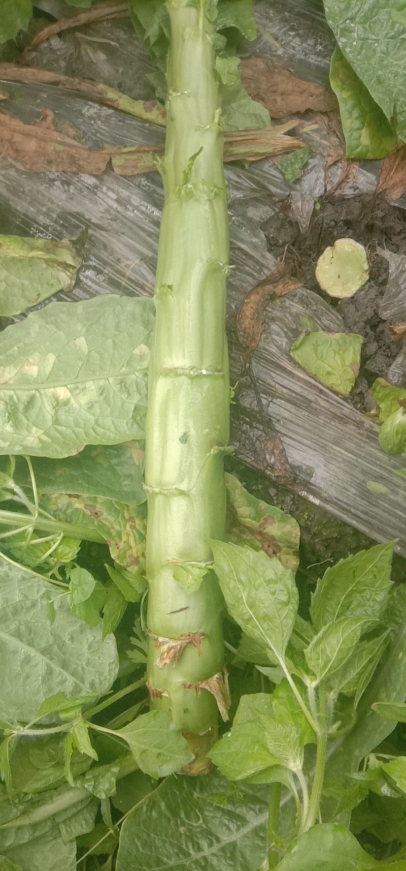 三青光杆