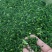 【热卖】河南荠菜馅，可供应食品加工厂，欢迎咨询联系