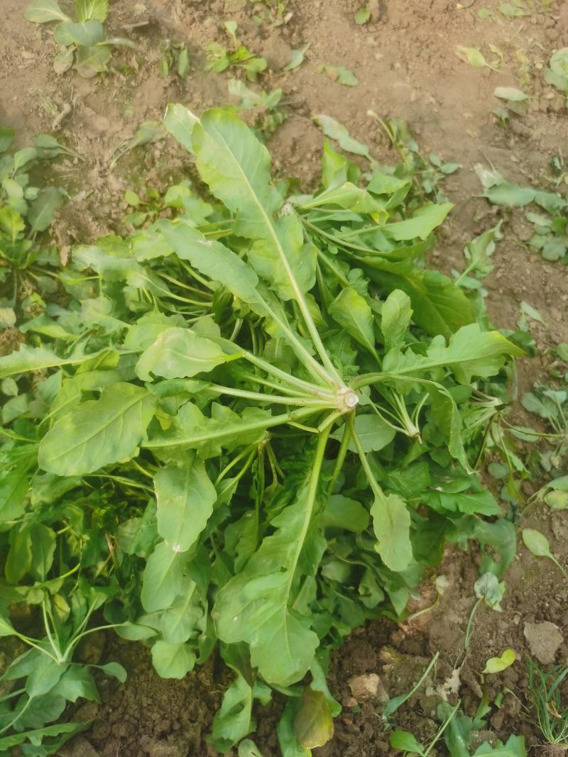 【热卖】河南荠菜馅，可供应食品加工厂，欢迎咨询联系