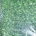 【热卖】河南荠菜馅，可供应食品加工厂，欢迎咨询联系