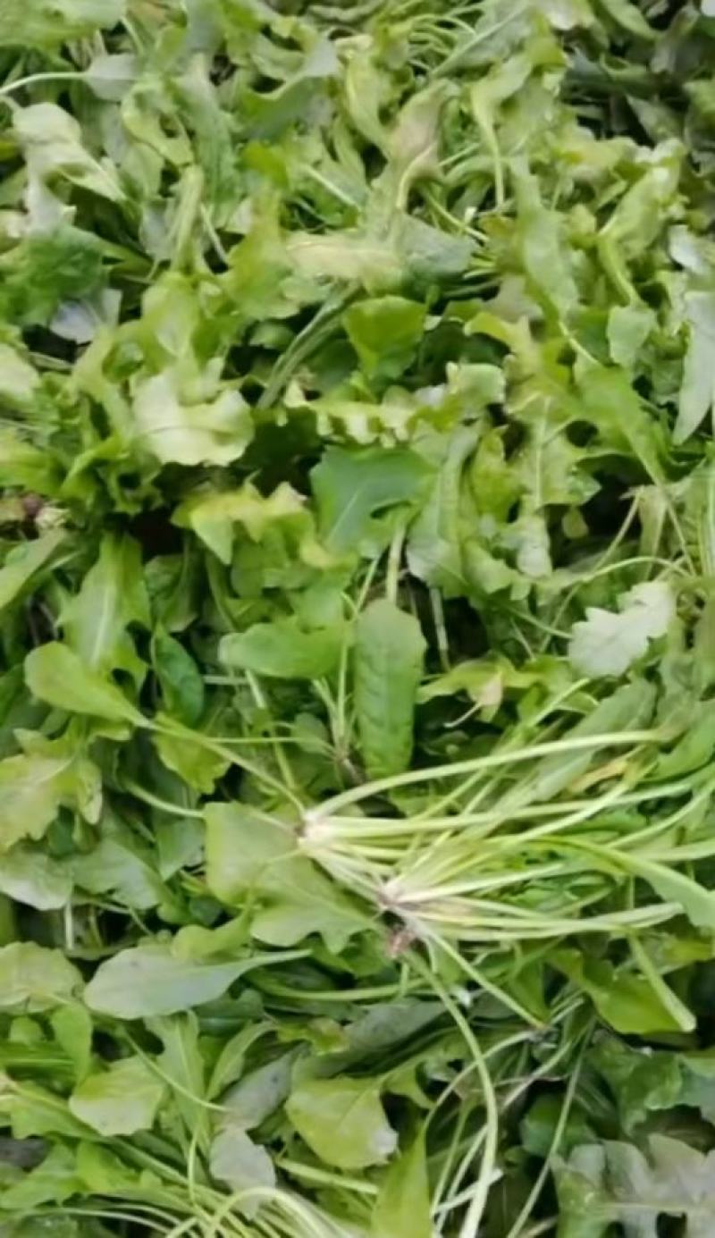 【热卖】河南荠菜馅，可供应食品加工厂，欢迎咨询联系