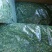 【热卖】河南荠菜馅，可供应食品加工厂，欢迎咨询联系